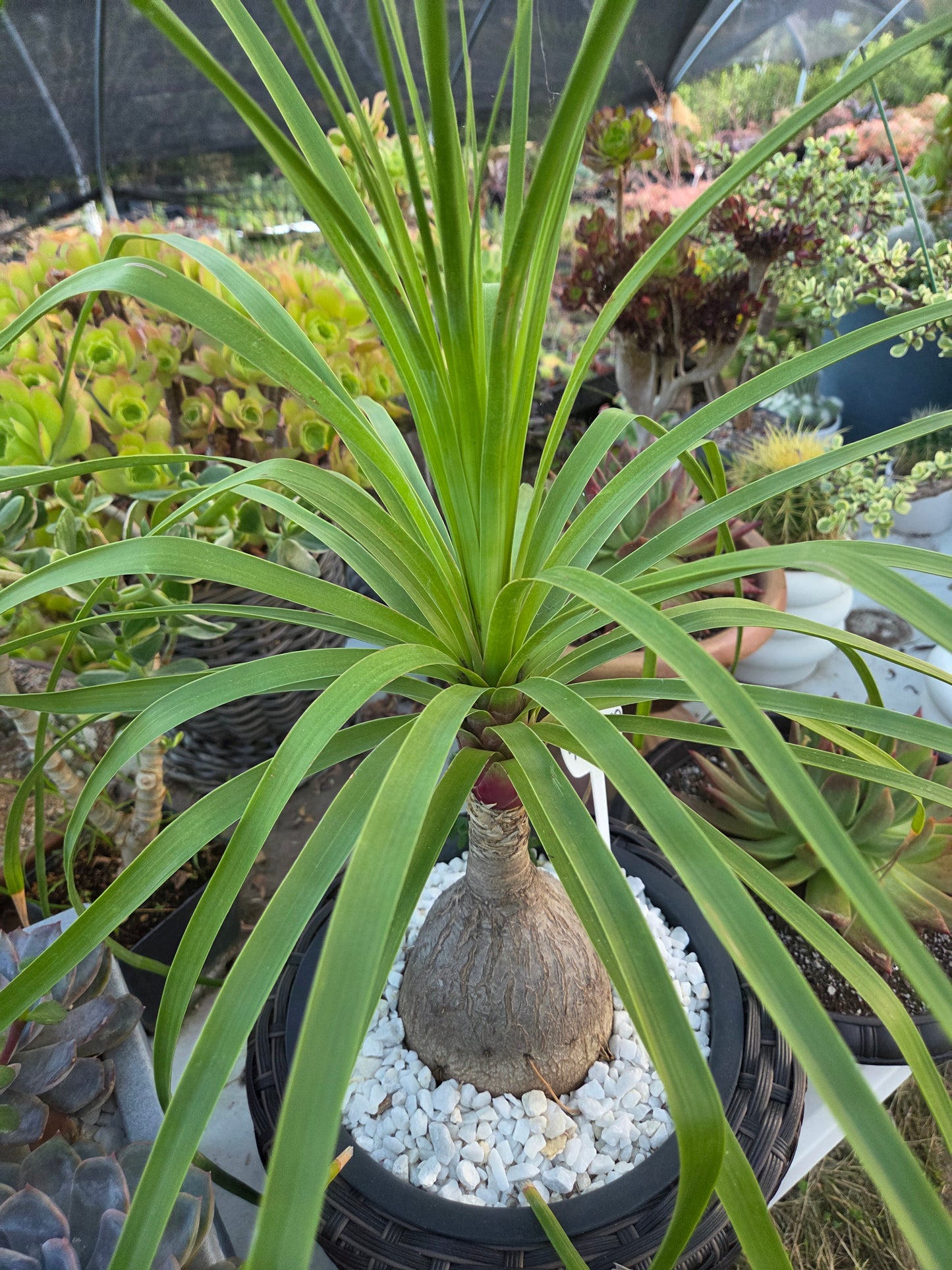 Ponytail Palm, Beaucarnea Recurvata "Elephant Foot Palm"