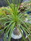 Ponytail Palm, Beaucarnea Recurvata "Elephant Foot Palm"