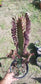 Euphorbia Trigona Rubra "Milk Tree" (1 Gal. Pot)