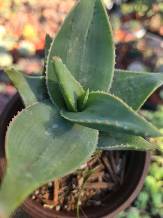 Aloe Striata Hybrid (4" pot)
