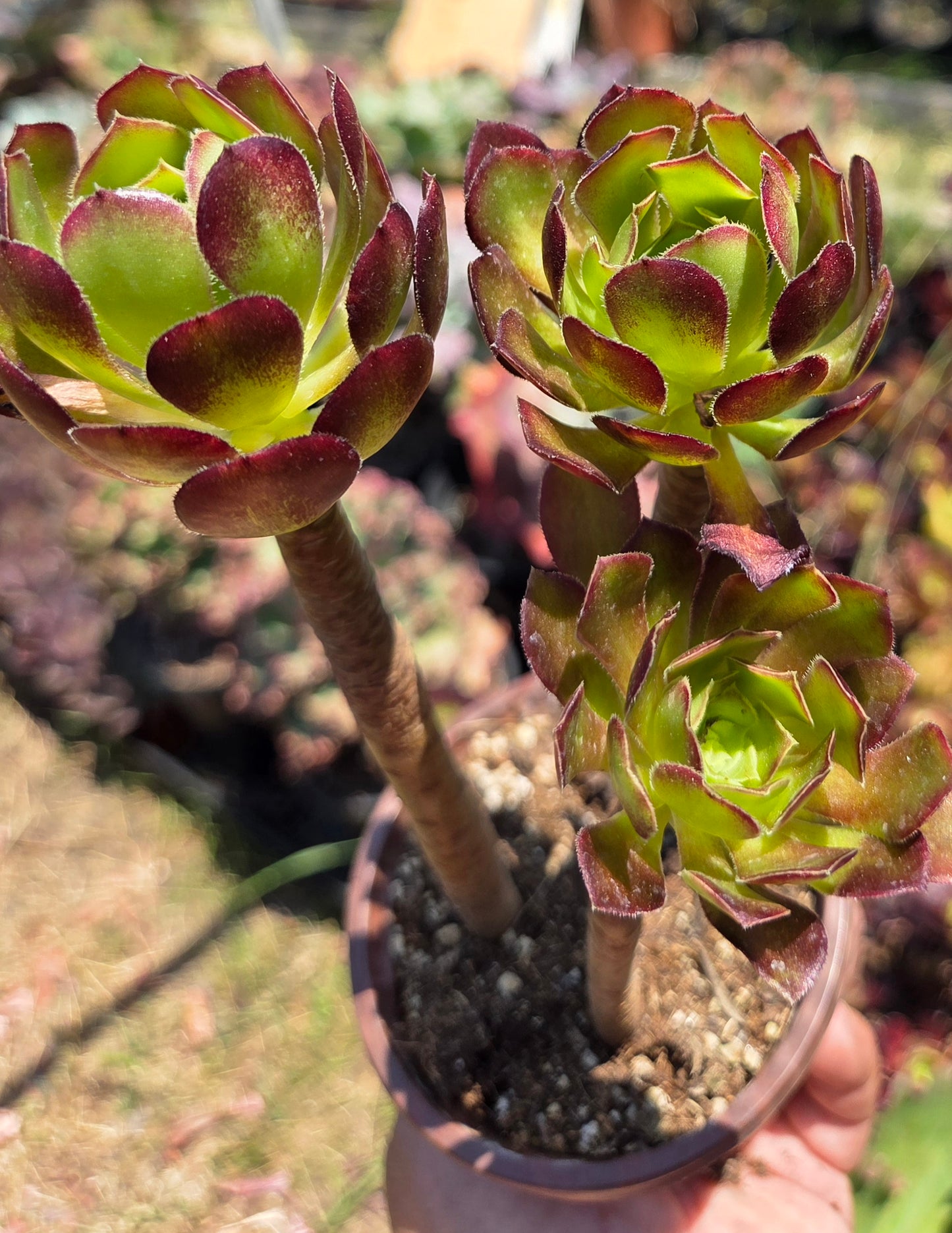 Aeonium Arboreum Atropurpureum (3 rossetas in each 4" pot)