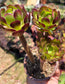 Aeonium Arboreum Atropurpureum (3 rossetas in each 4" pot)