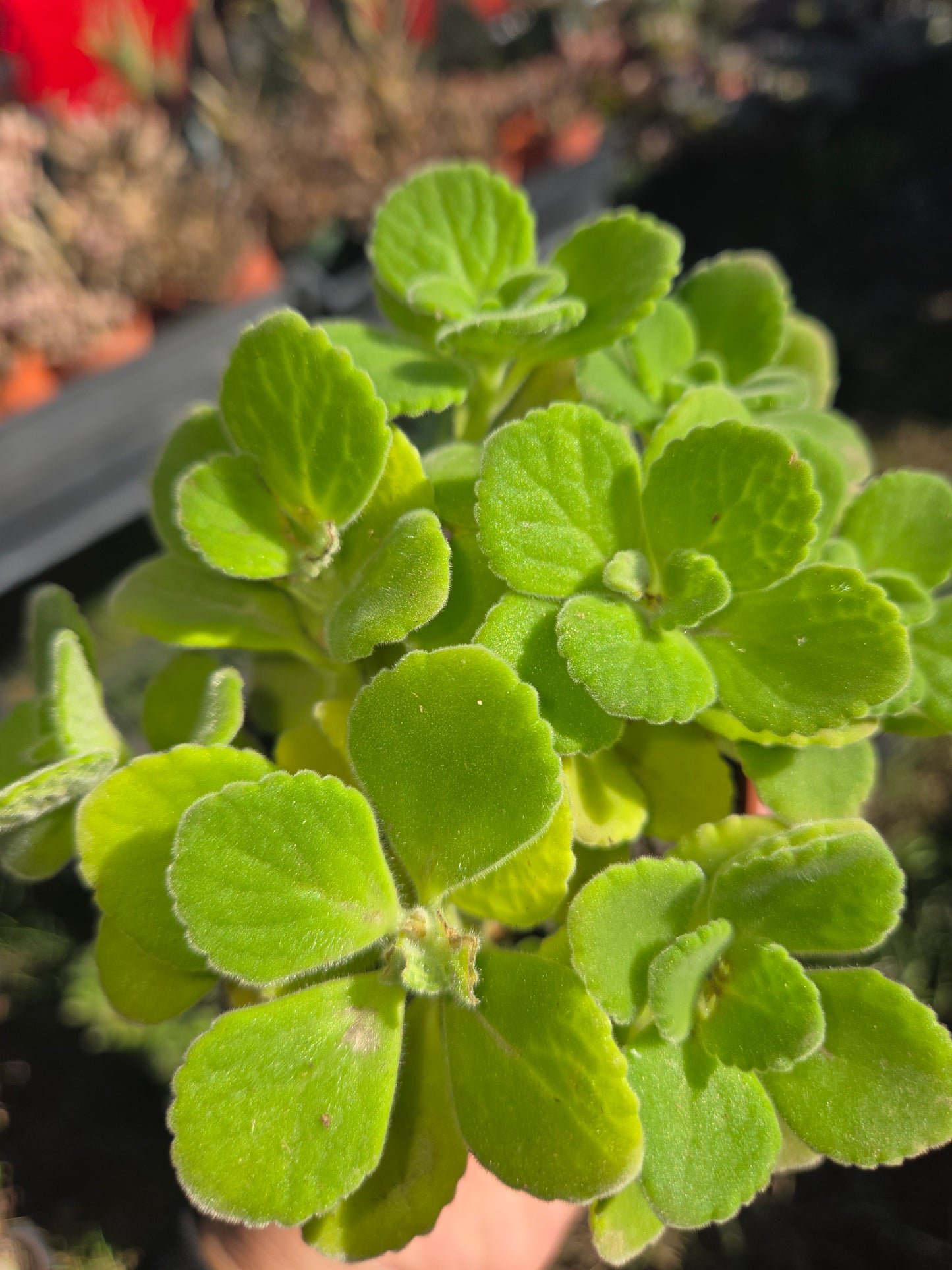 Plectranthus Tomentosa "Vicks plants" (4" pot)