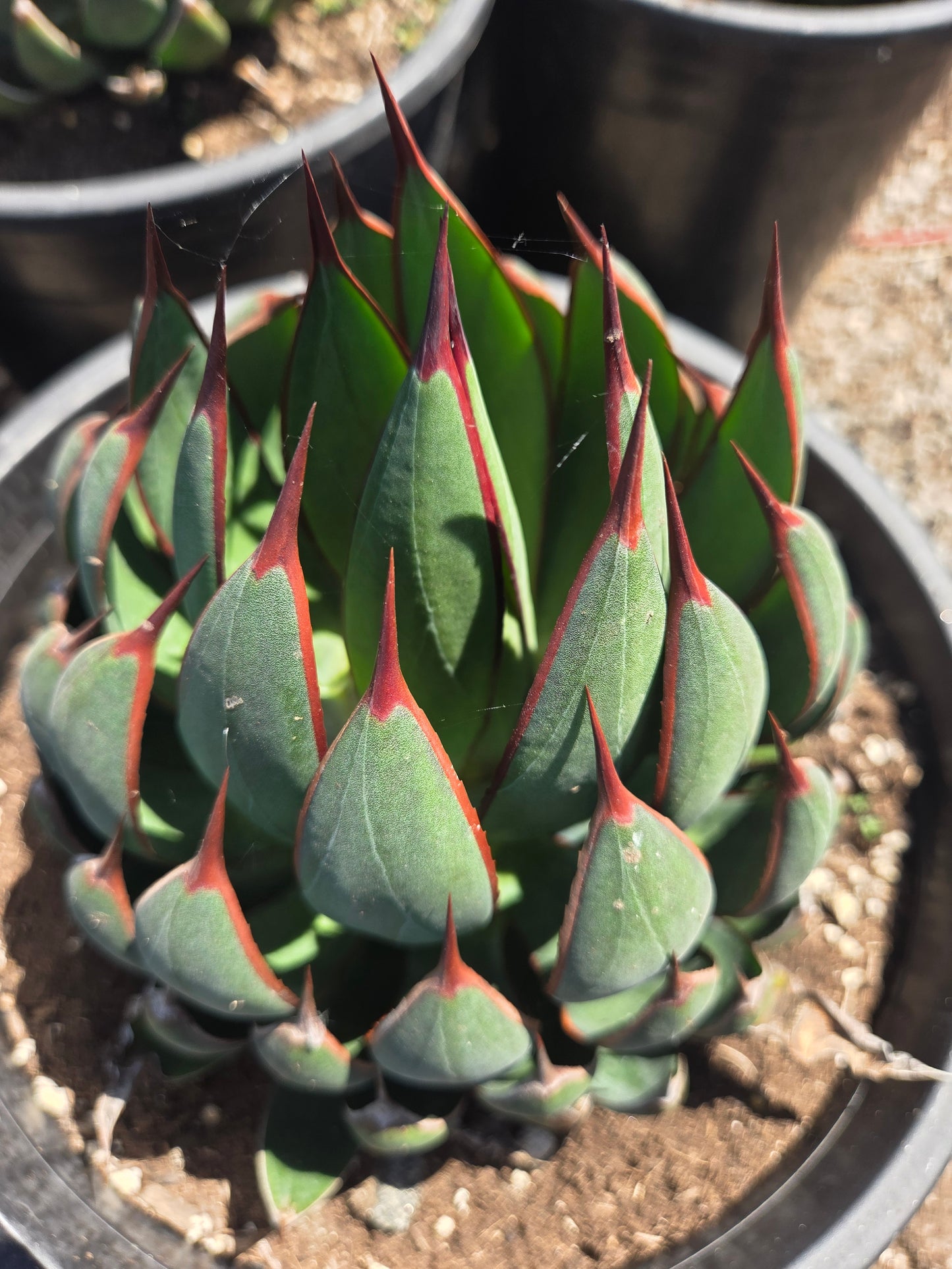 Mangave Praying Hands (3 Gal. Pot)