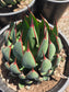 Mangave Praying Hands (3 Gal. Pot)