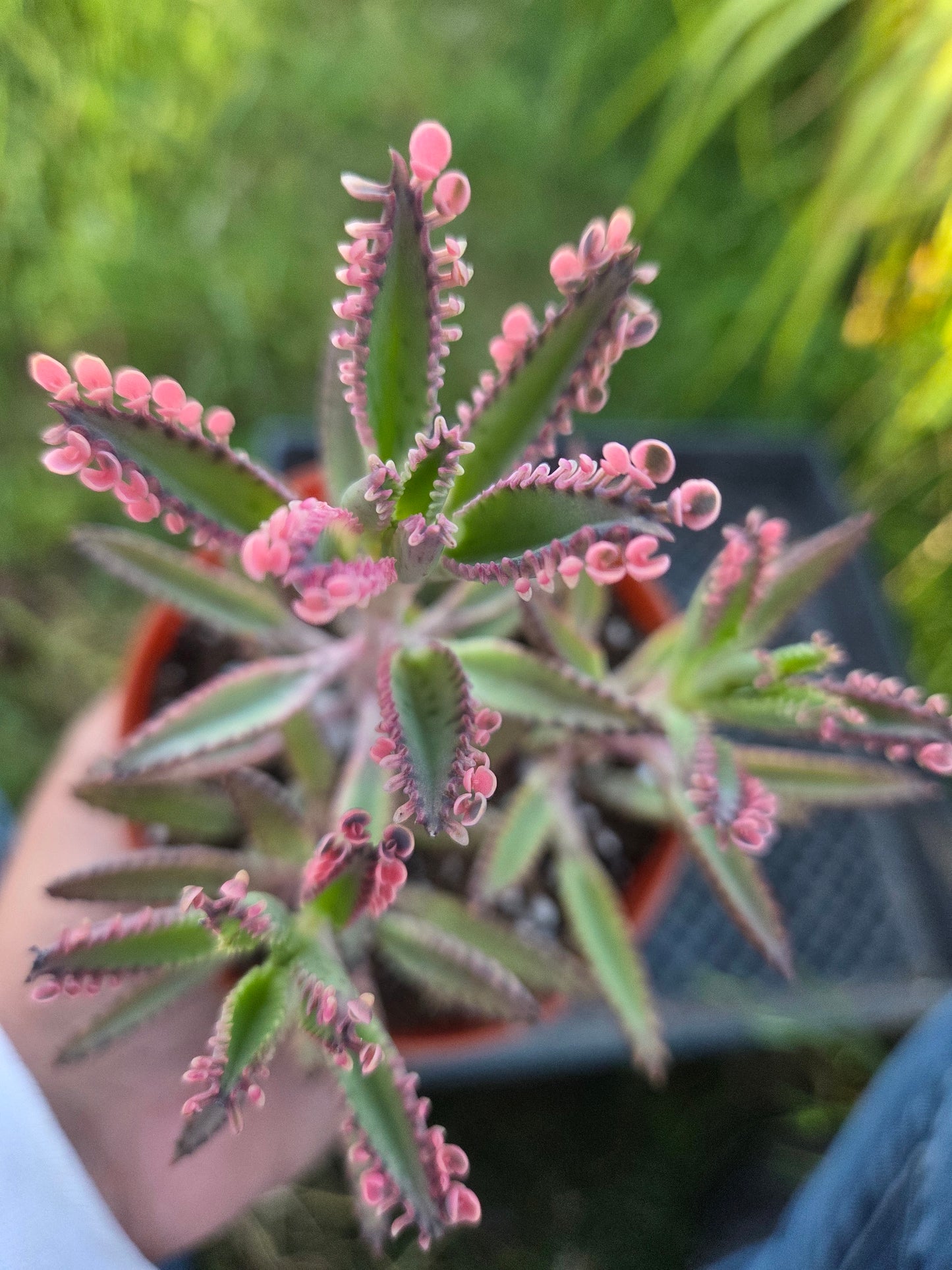 Pink Kalanchoe "Mother of Thousands"  (4" pot)Succulent plant
