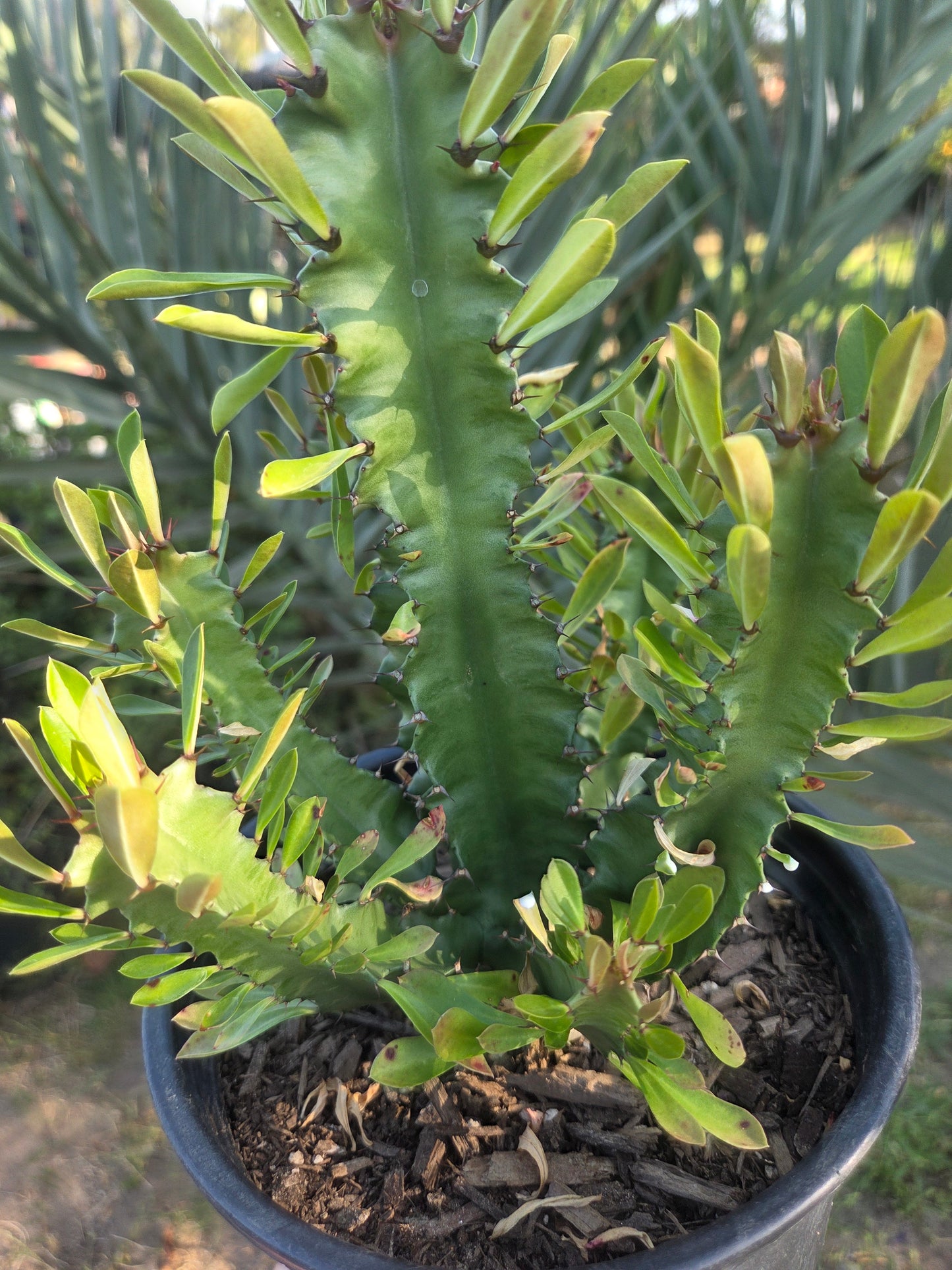 Euphorbia Royleana (1 Gal. Pot)