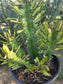 Euphorbia Royleana (1 Gal. Pot)