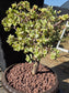 Portulacaria Afra Variegated Tree " Variegated Elephant Bush Tree" Bonsai Tree