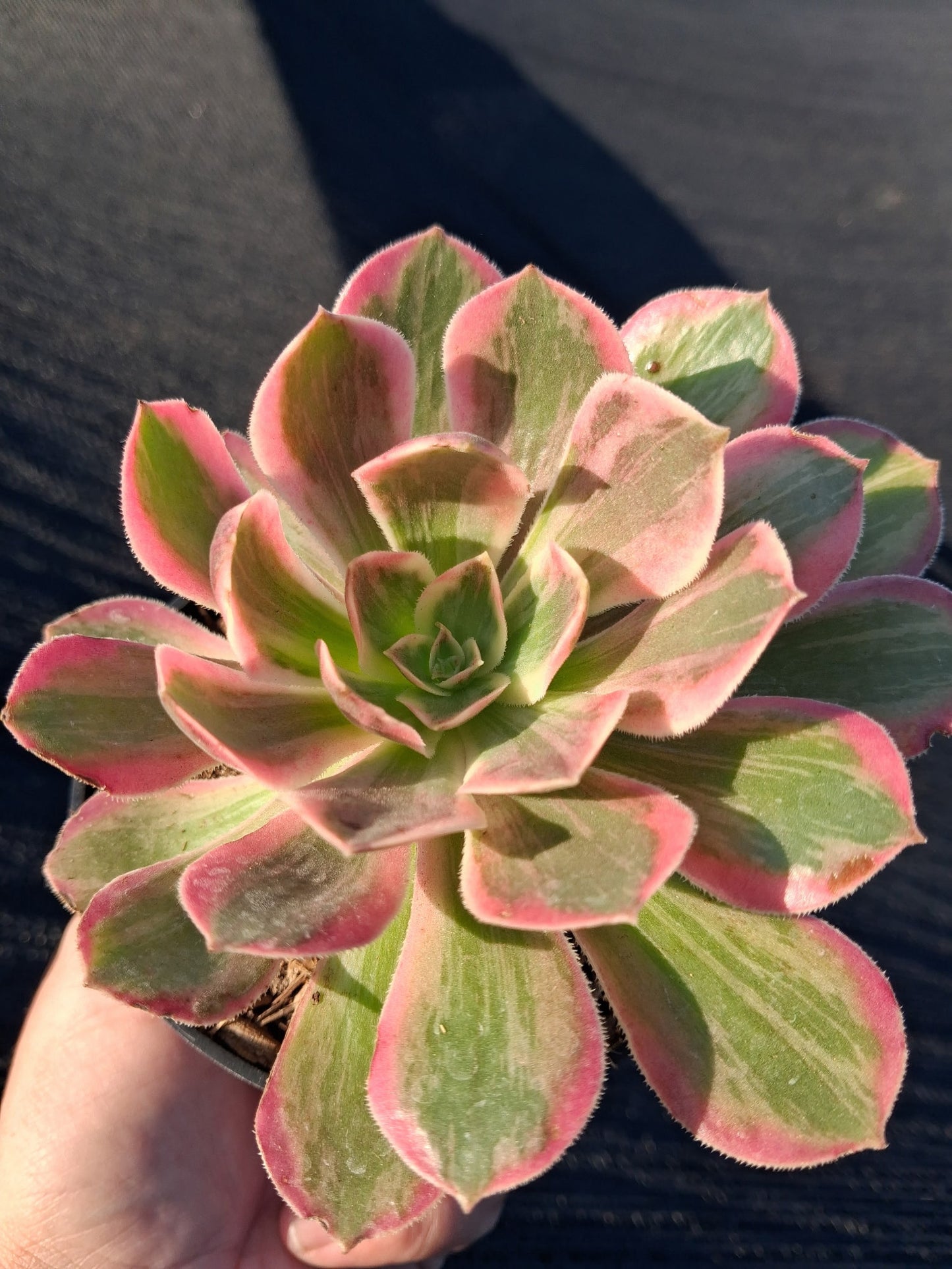 Aeonium Pink Lady (4" pot)