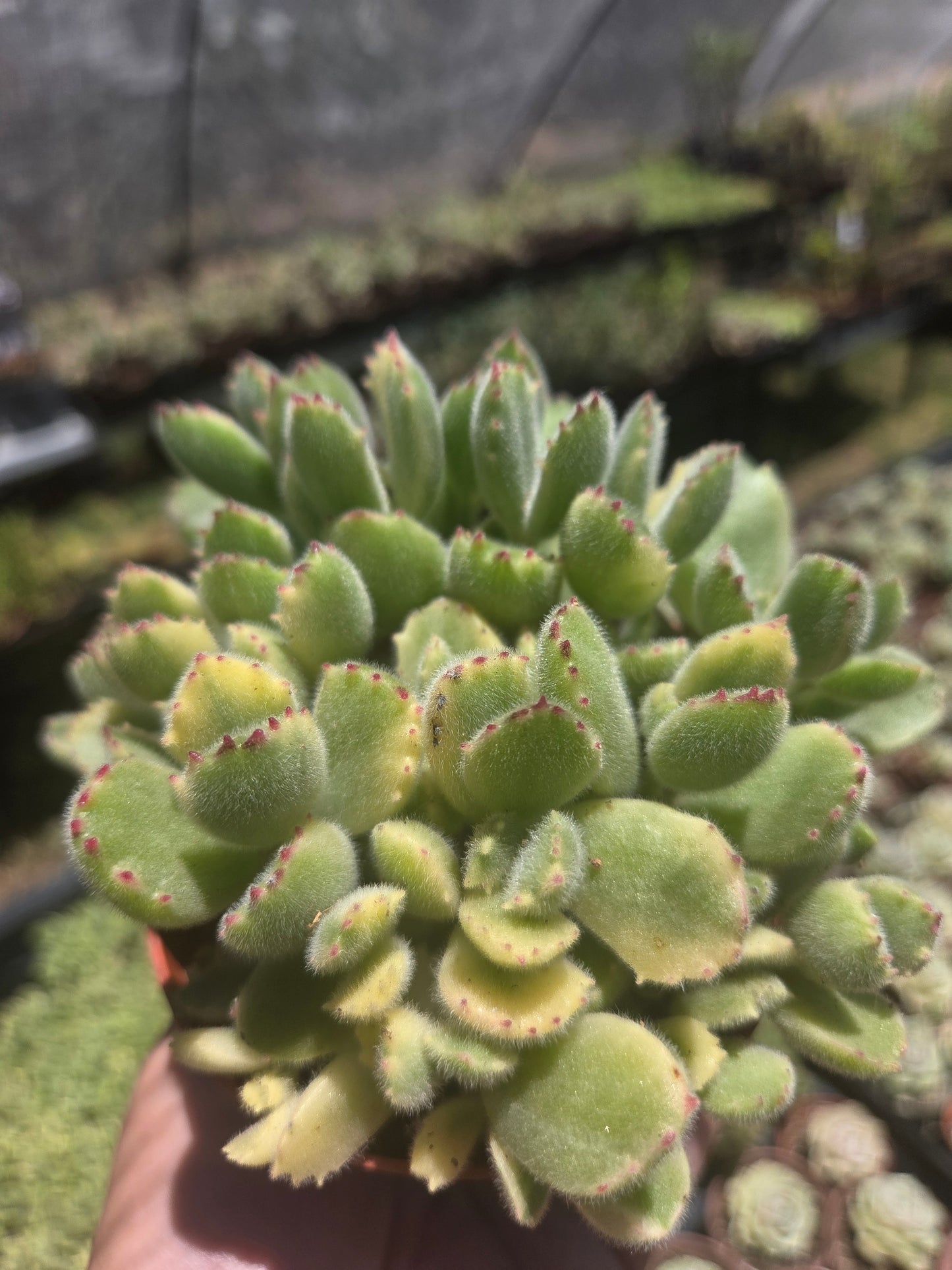 Variegated Cotyledon Tomentosa "Variegated Bear's Paw" (4" Pot)