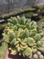 Variegated Cotyledon Tomentosa "Variegated Bear's Paw" (4" Pot)