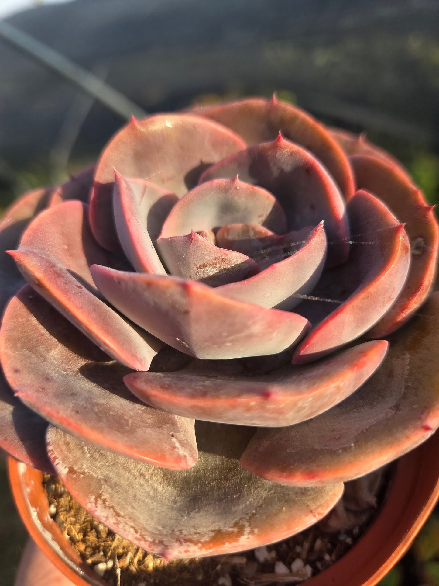 Echeveria Dusty Rose (4" pot) Succulent Plant