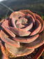 Echeveria Dusty Rose (4" pot) Succulent Plant