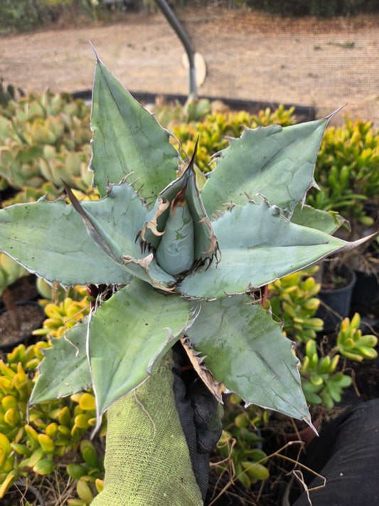 Agave Titanota "White Ice"