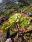 Aeonium Lily Pad Bouquet  (4" Pot)