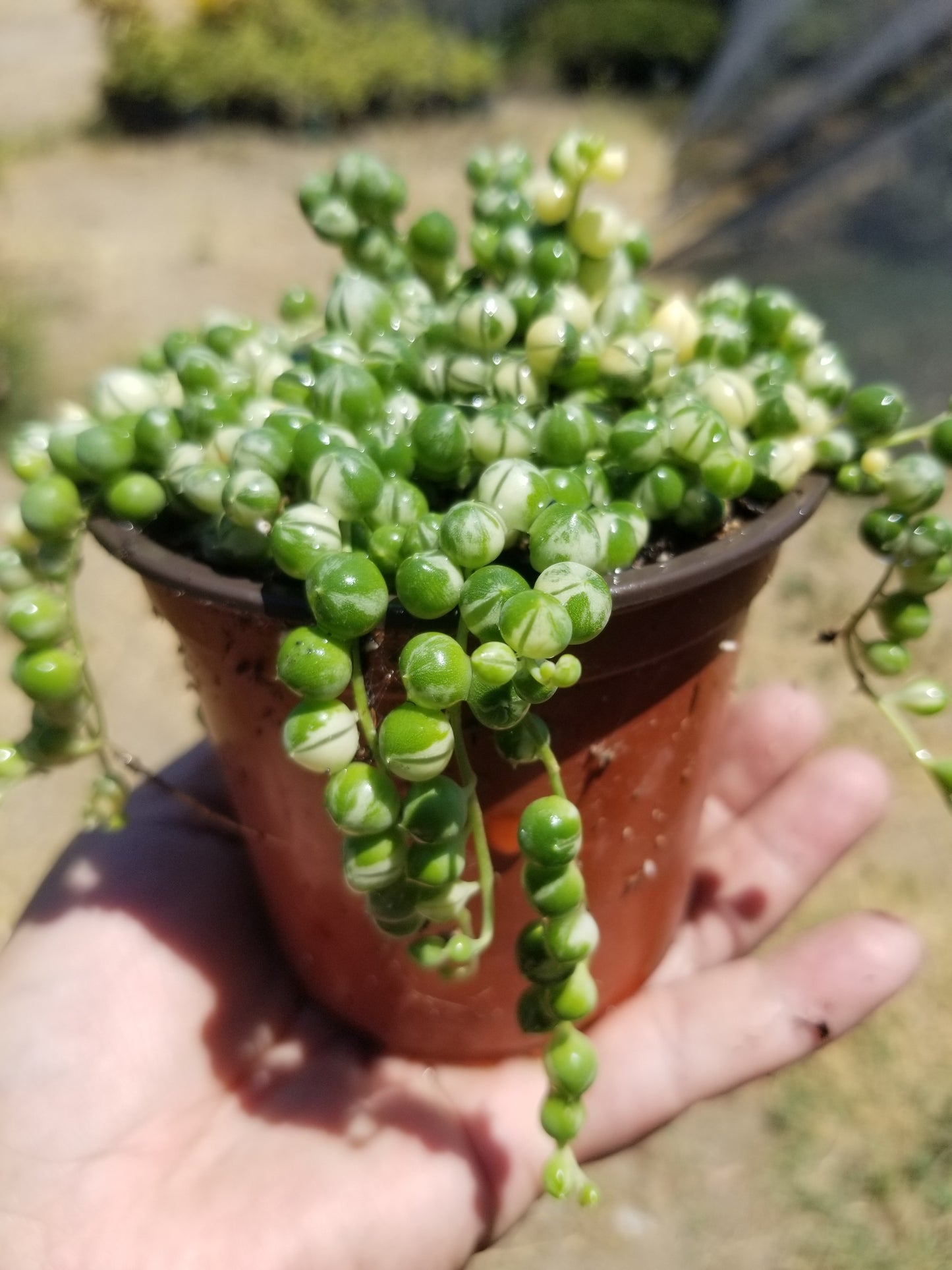 4" Variegated Strings of Pearls