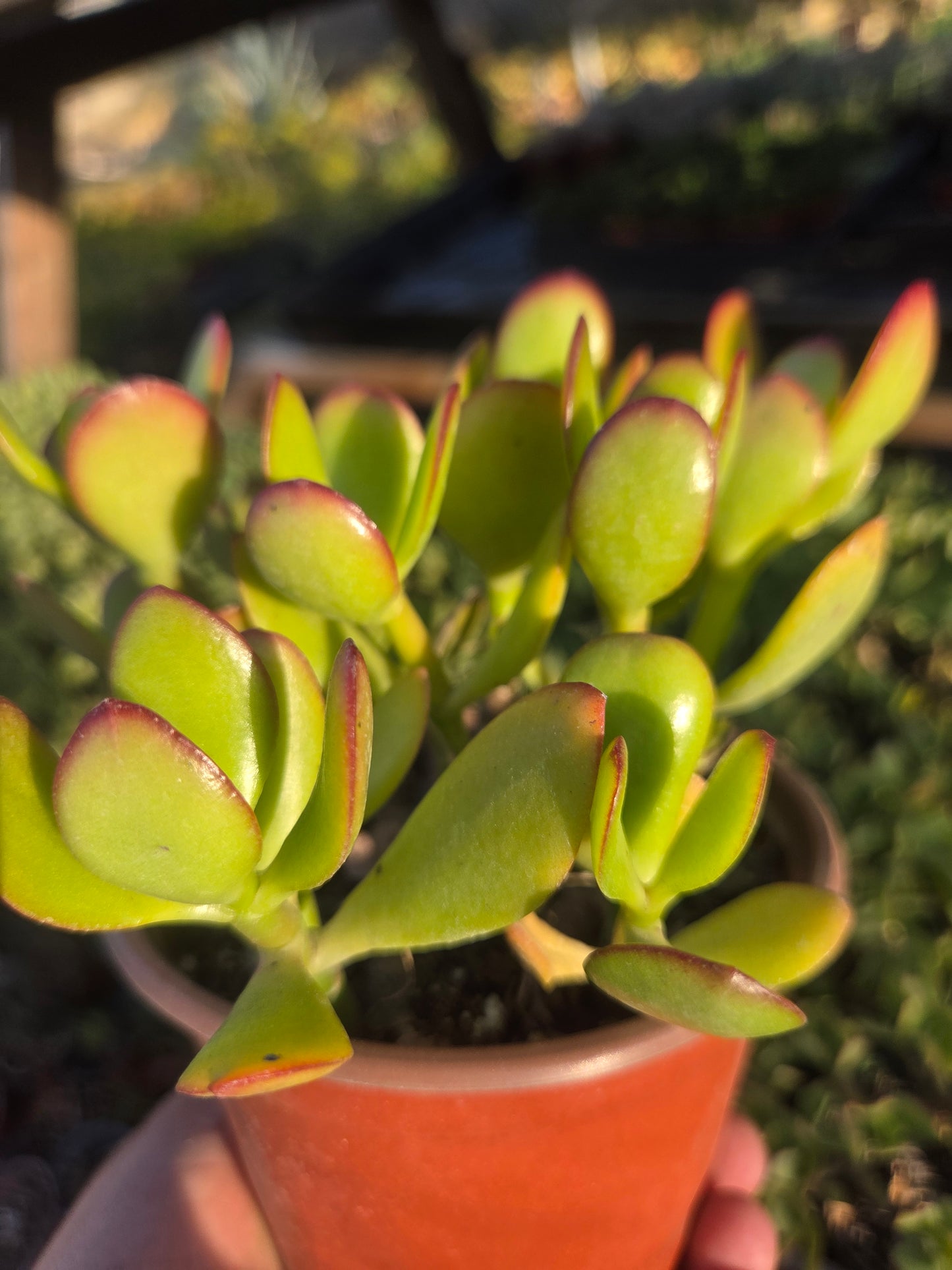 Crassula Ovata Jade (4"pot)