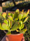 Crassula Ovata Jade (4"pot)