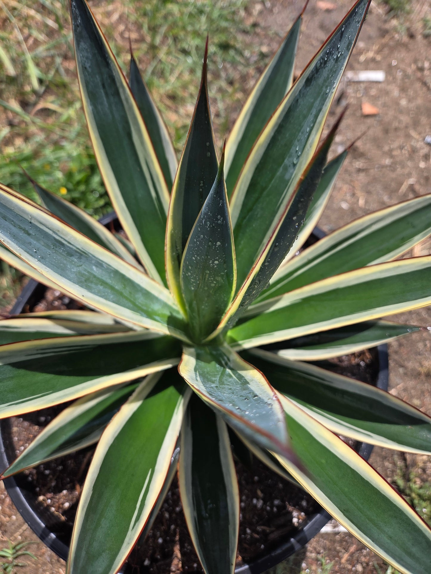 Agave Blue Glow Variegated, Agave Snow Glow (5 Gal. Pot)
