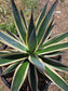 Agave Blue Glow Variegated, Agave Snow Glow (5 Gal. Pot)