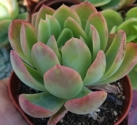 Echeveria Padilla, (4" pot) succulent plant