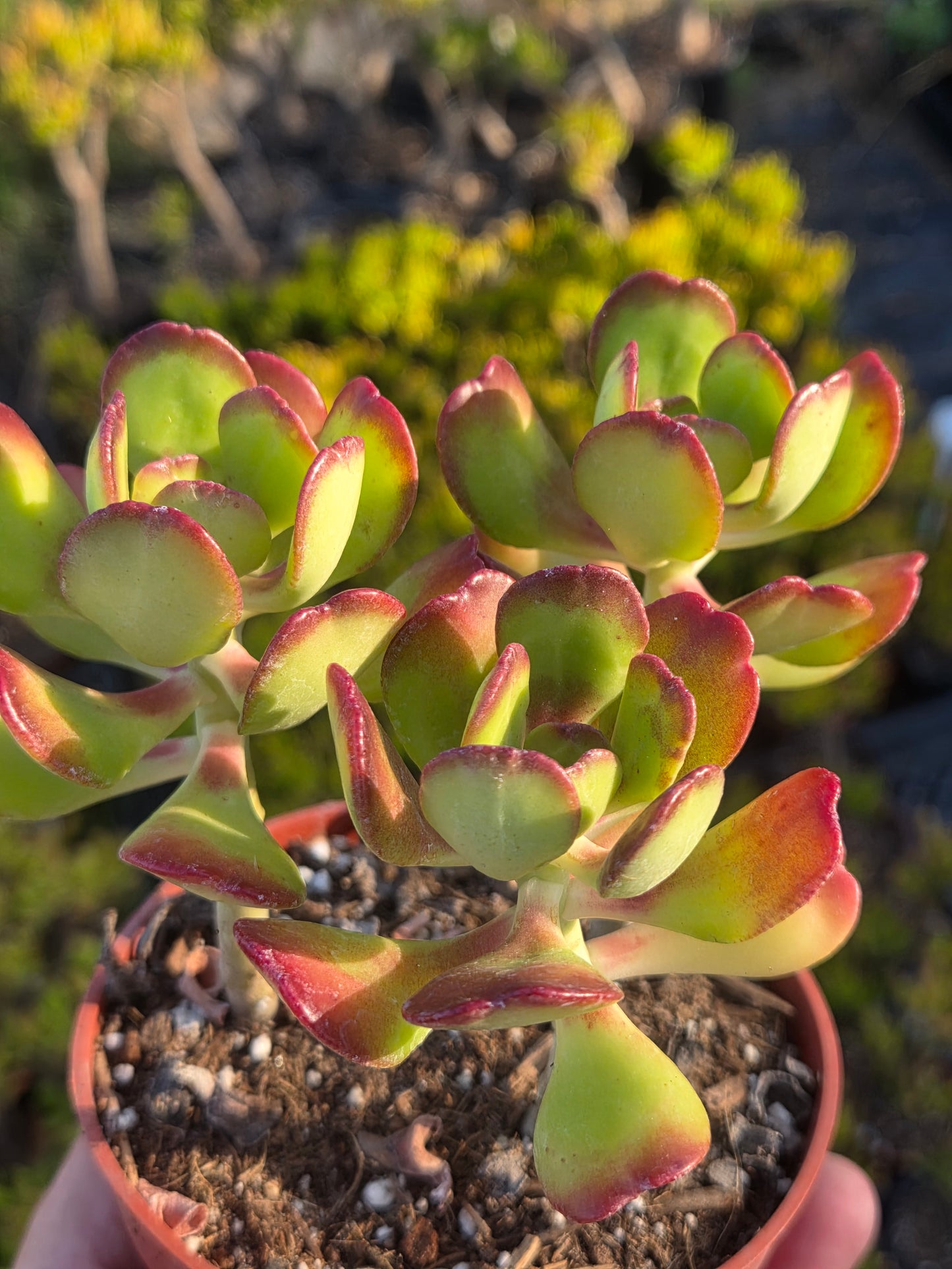 Sedum Dendroideum (4" pot)