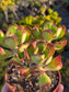 Sedum Dendroideum (4" pot)
