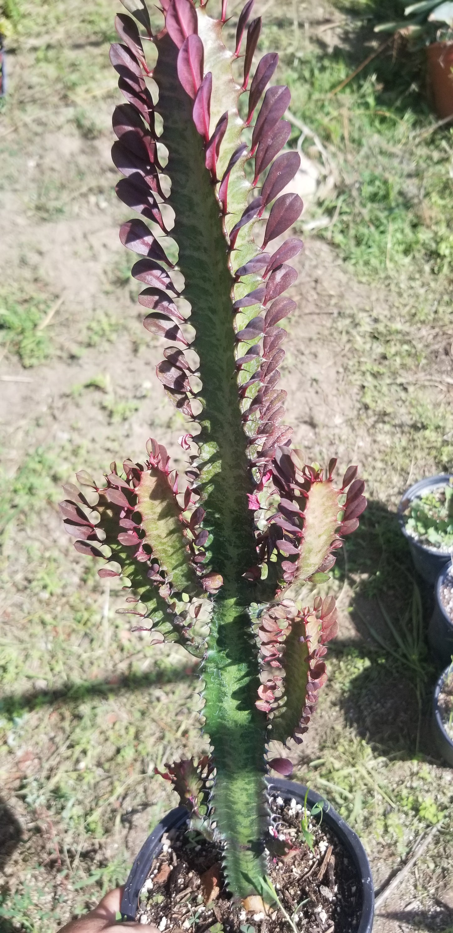 Euphorbia Trigona Rubra "Milk Tree" (1 Gal. Pot)