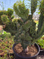 Euphorbia Royleana Crested (3 Gal. Pot)