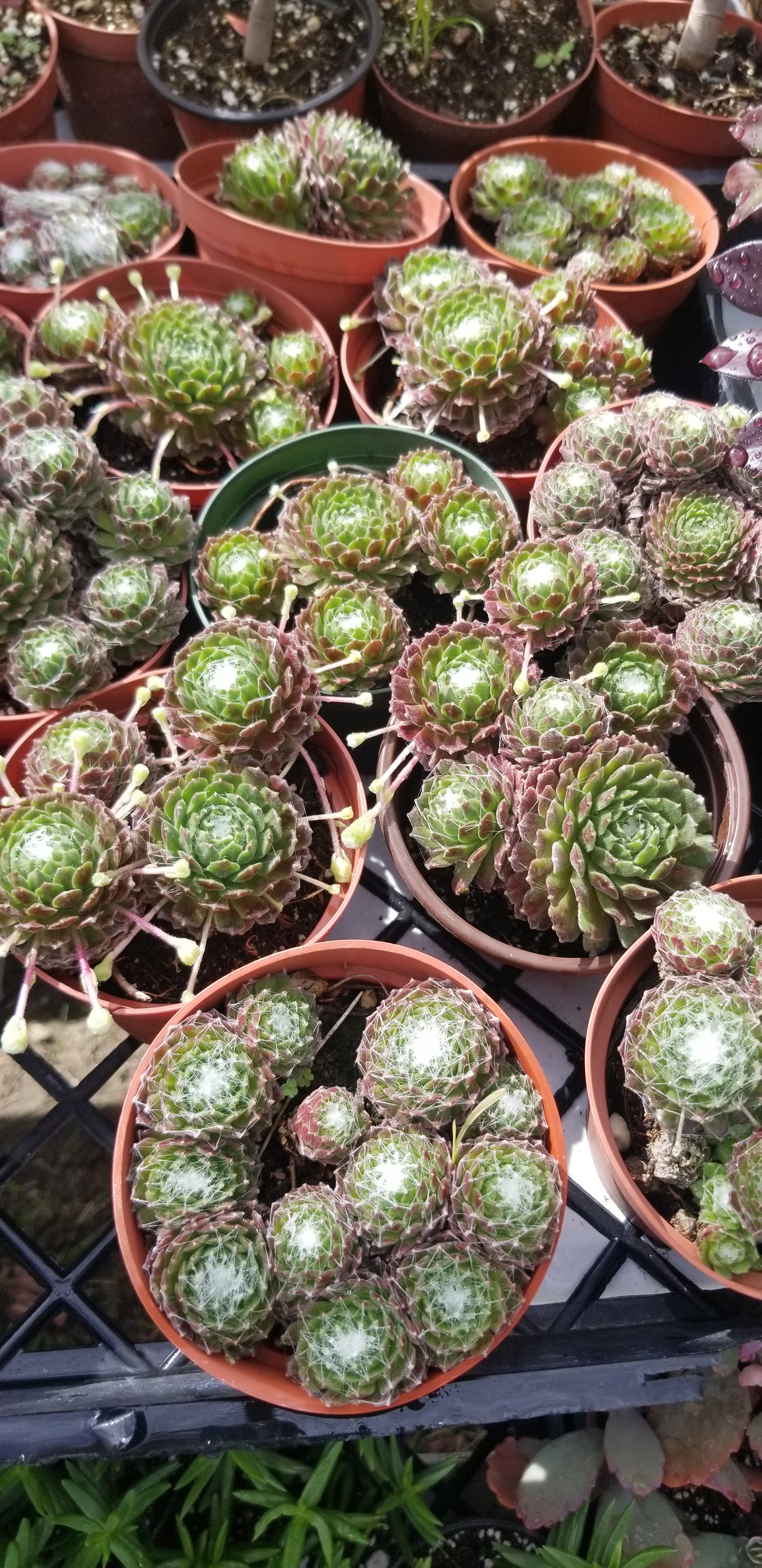Sempervivum Arachnoideum  (4"Pot)