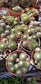 Sempervivum Arachnoideum  (4"Pot)