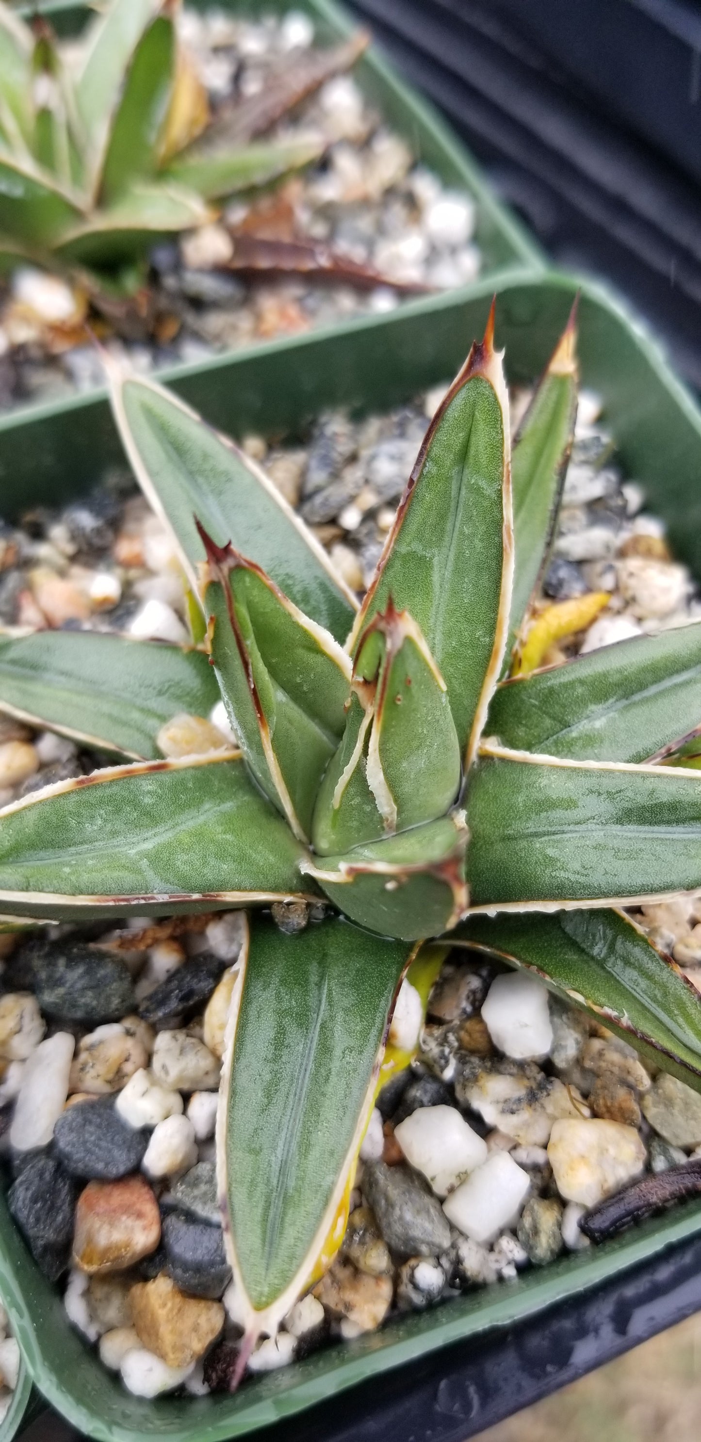 Baby Agave Victoria Reginae (4" pot)
