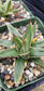 Baby Agave Victoria Reginae (4" pot)