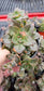 Echeveria Croma (4" pot) Succulent plant