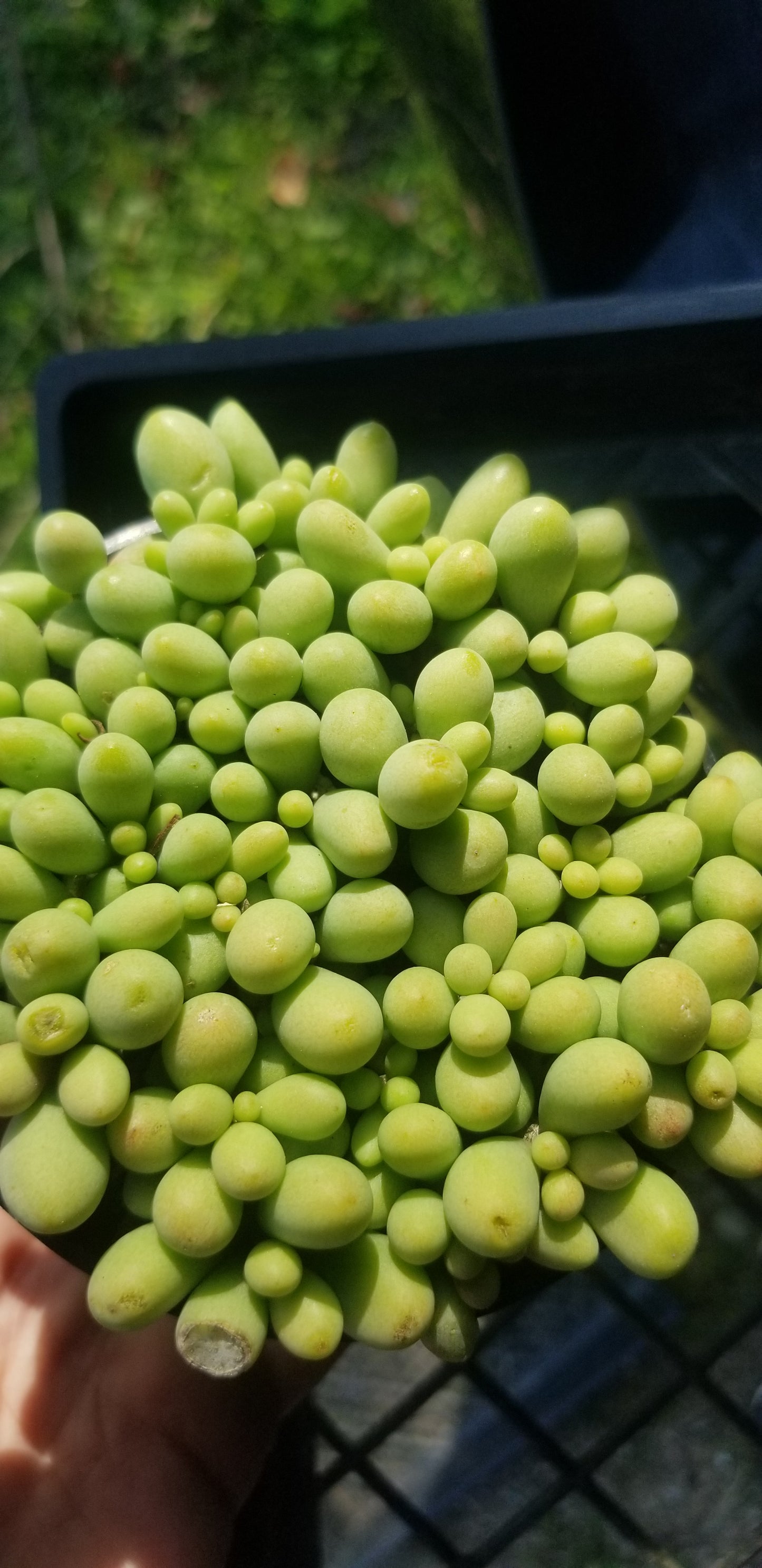 Cotyledon Schaeferianus "Dragon Eggs" (4" pot)