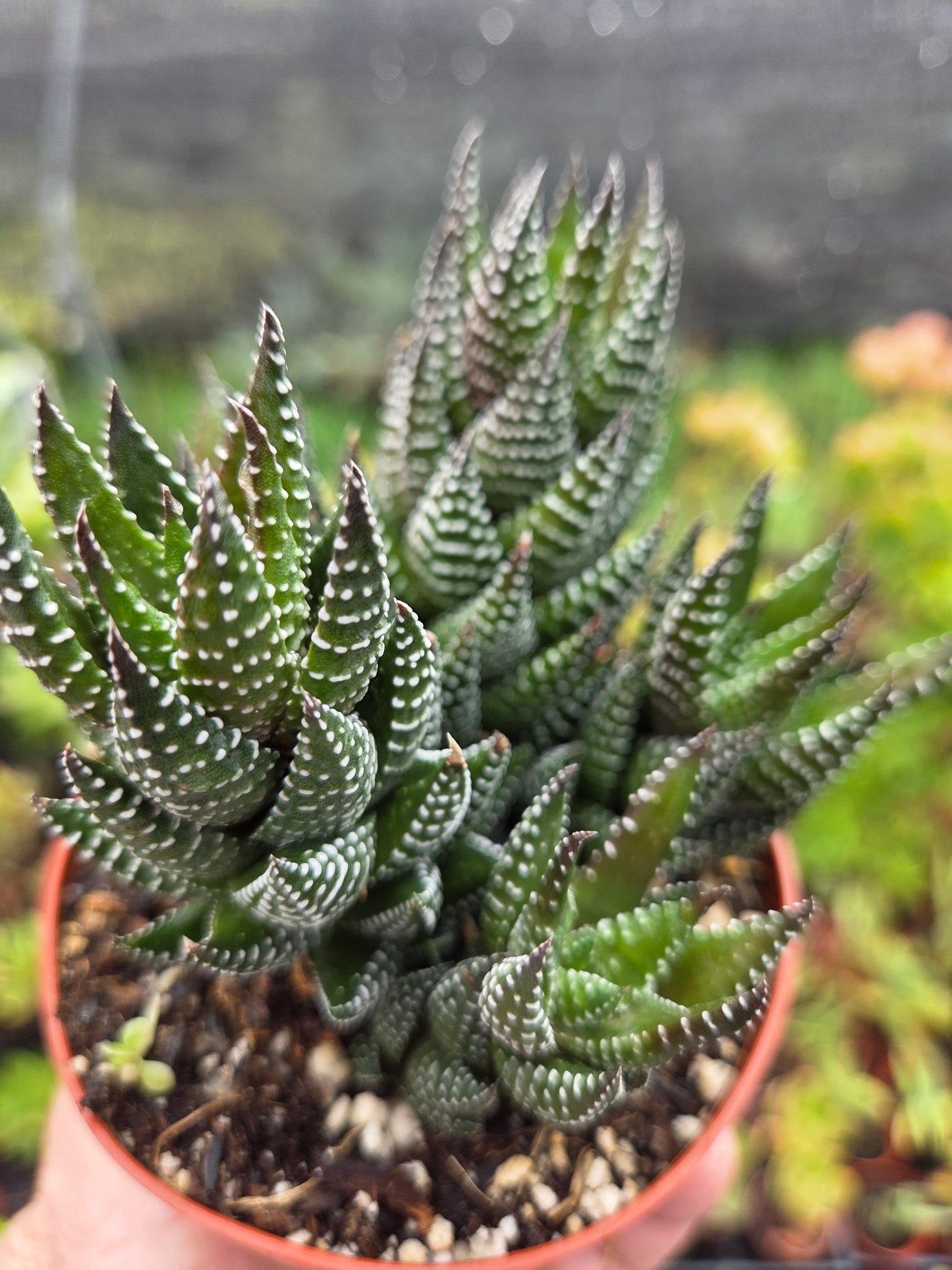 Haworthia Coarctata (4" pot)