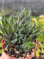 Haworthia Coarctata (4" pot)