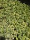 Variegated Cotyledon Tomentosa "Variegated Bear's Paw" (4" Pot)