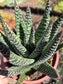 Gasteria Okabanga (4" Pot) Succulent Plant