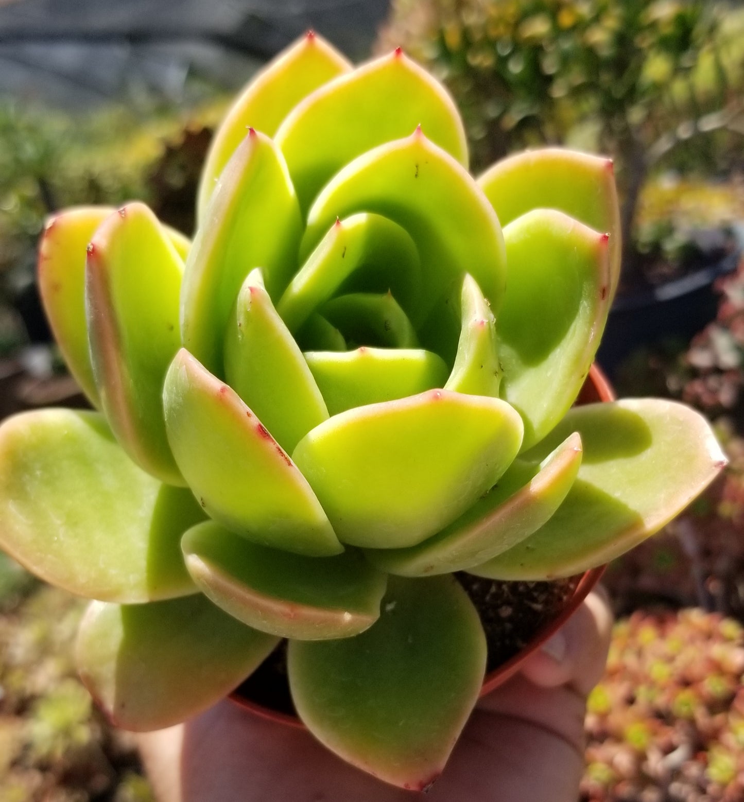 Echeveria Padilla, (4" pot) succulent plant