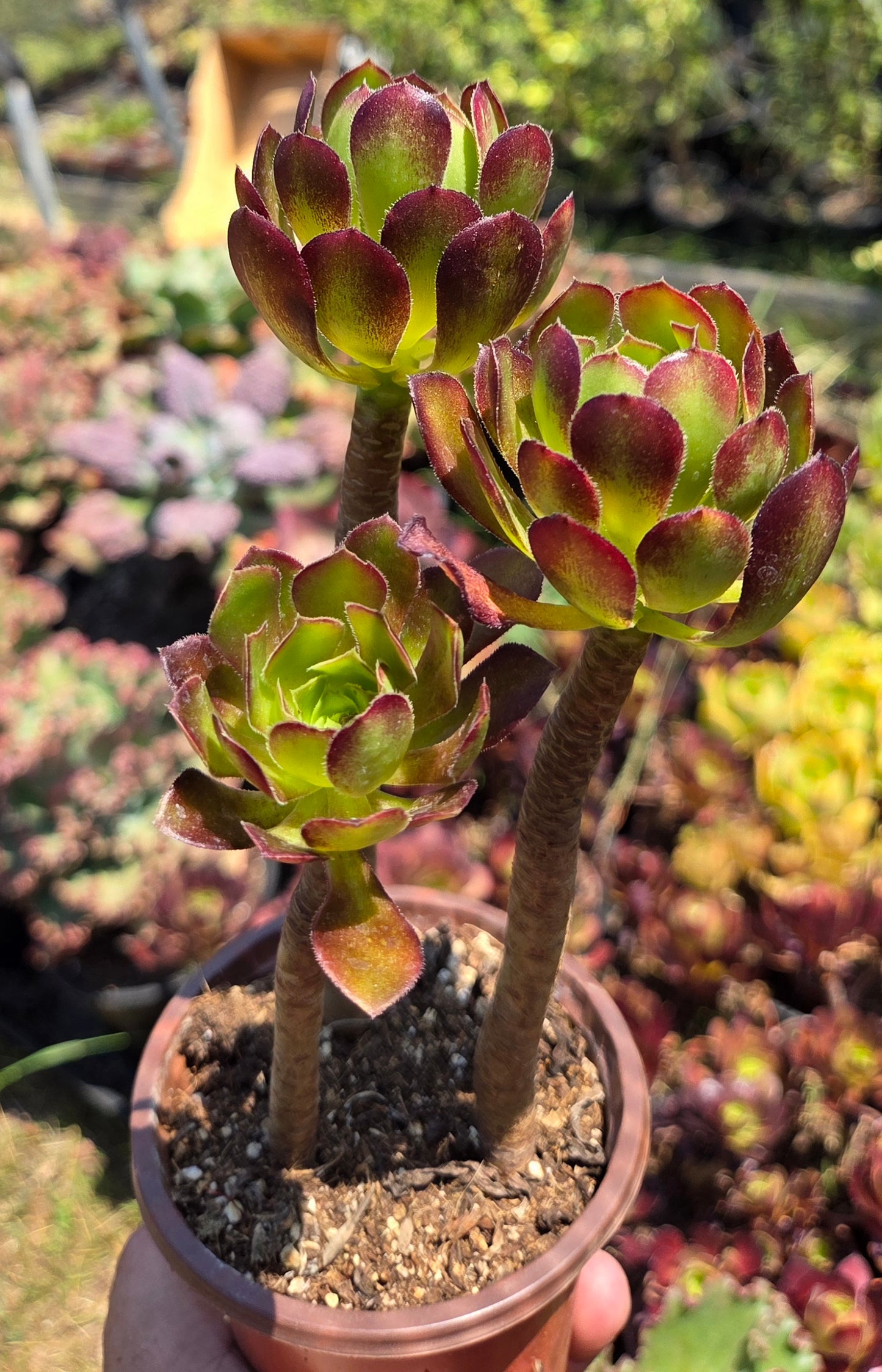 Aeonium Arboreum Atropurpureum (3 rossetas in each 4" pot)