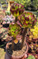 Aeonium Arboreum Atropurpureum (3 rossetas in each 4" pot)