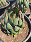 Mangave Praying Hands (3 Gal. Pot)