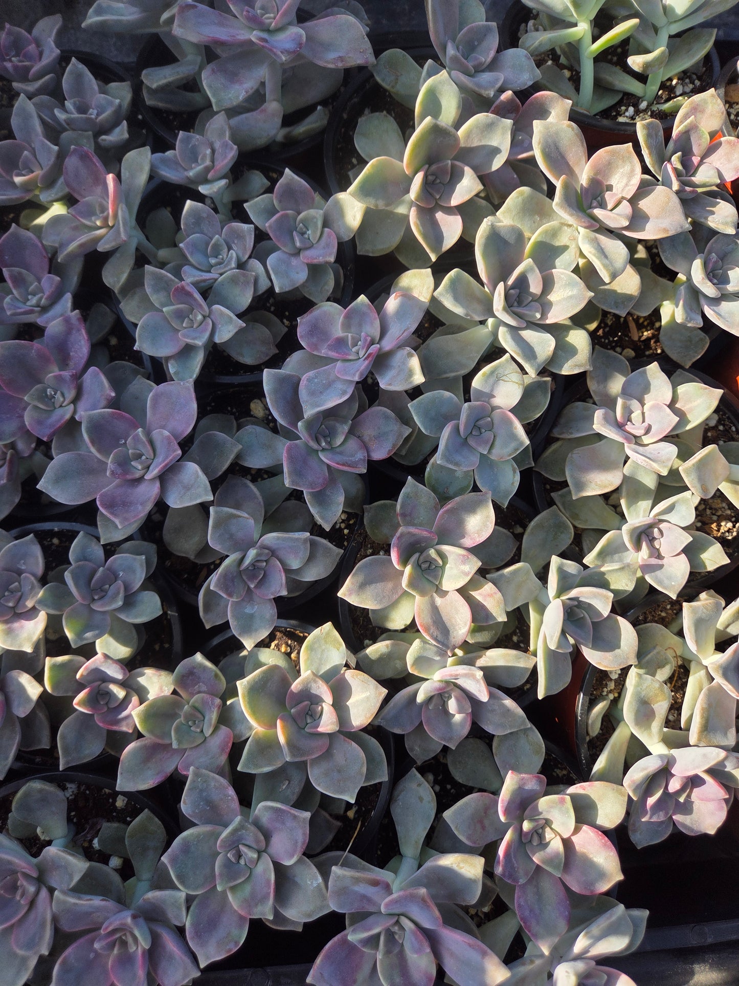 Graptopetalum Purple Delight