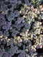Graptopetalum Purple Delight