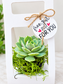 Succulent Party Favor boxes (qty. 10) for 2 in bottom flowers pots, Best for any Occasion