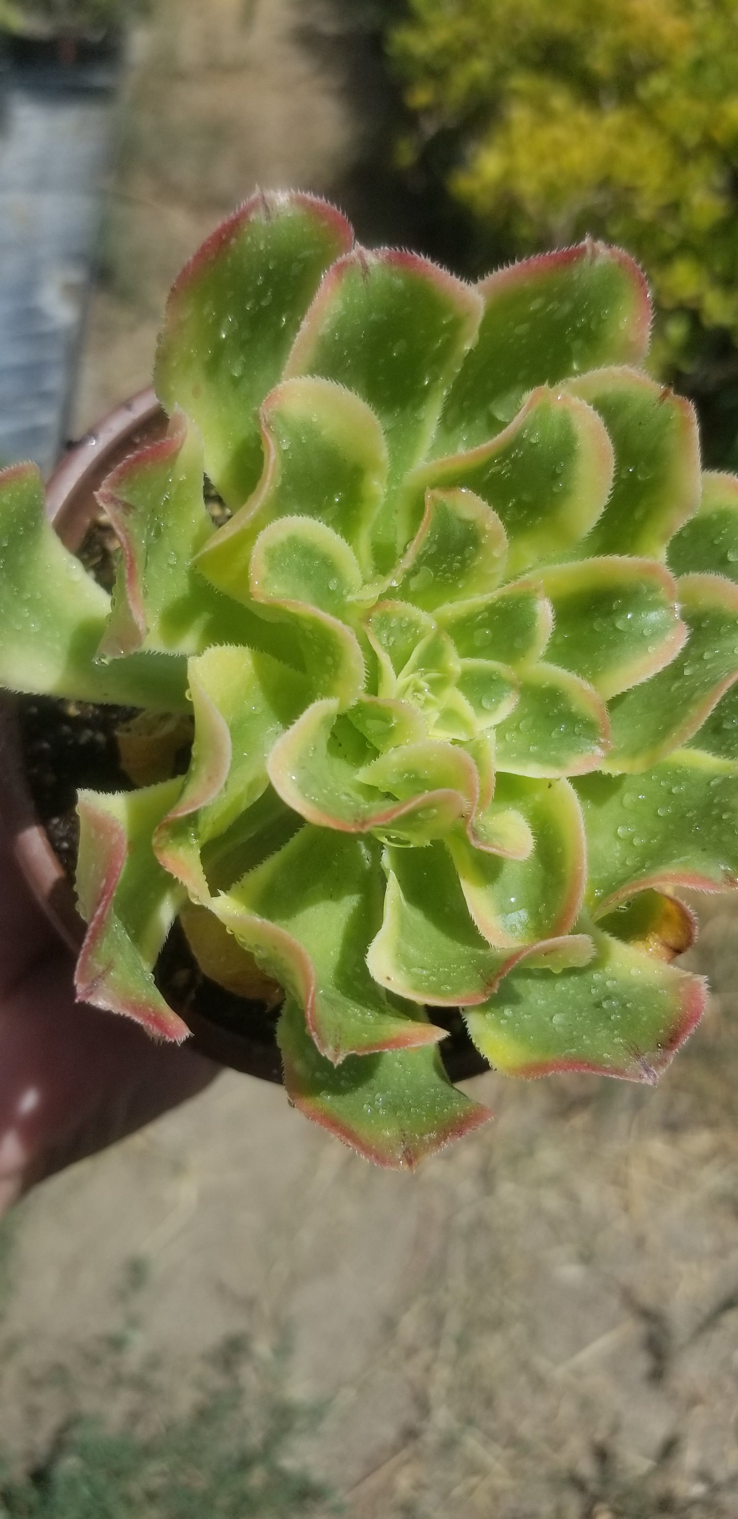 Aeonium Luteovariegatum (4"Pot)