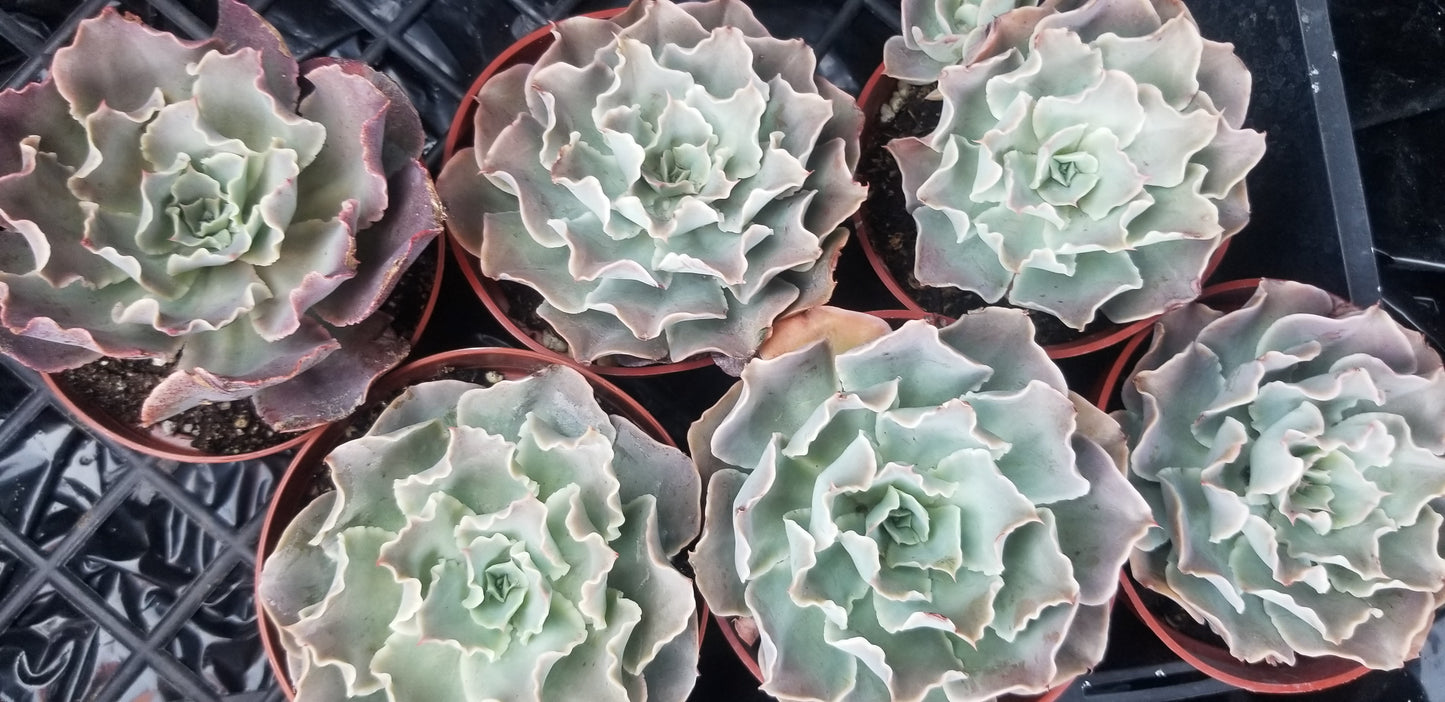 Echeveria Blue Waves, Succulent Plant (4" pot)