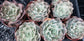 Echeveria Blue Waves, Succulent Plant (4" pot)
